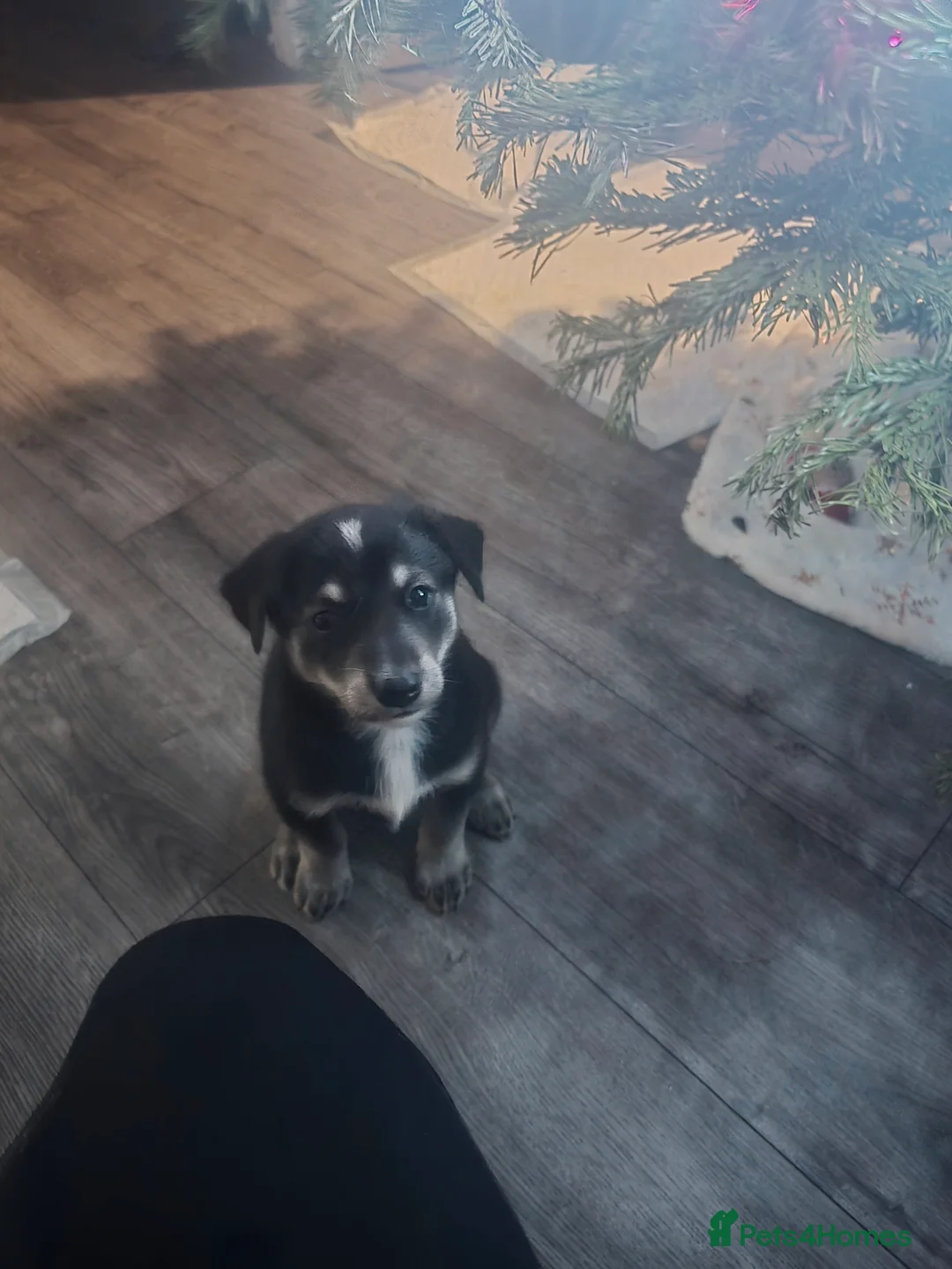 Mixed Breed dogs for sale:  Last puppy looking for his forever home ;)   - Advert 11