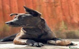 Mixed Breed dogs for sale: German Shepherd x Cane Corso - Image 5