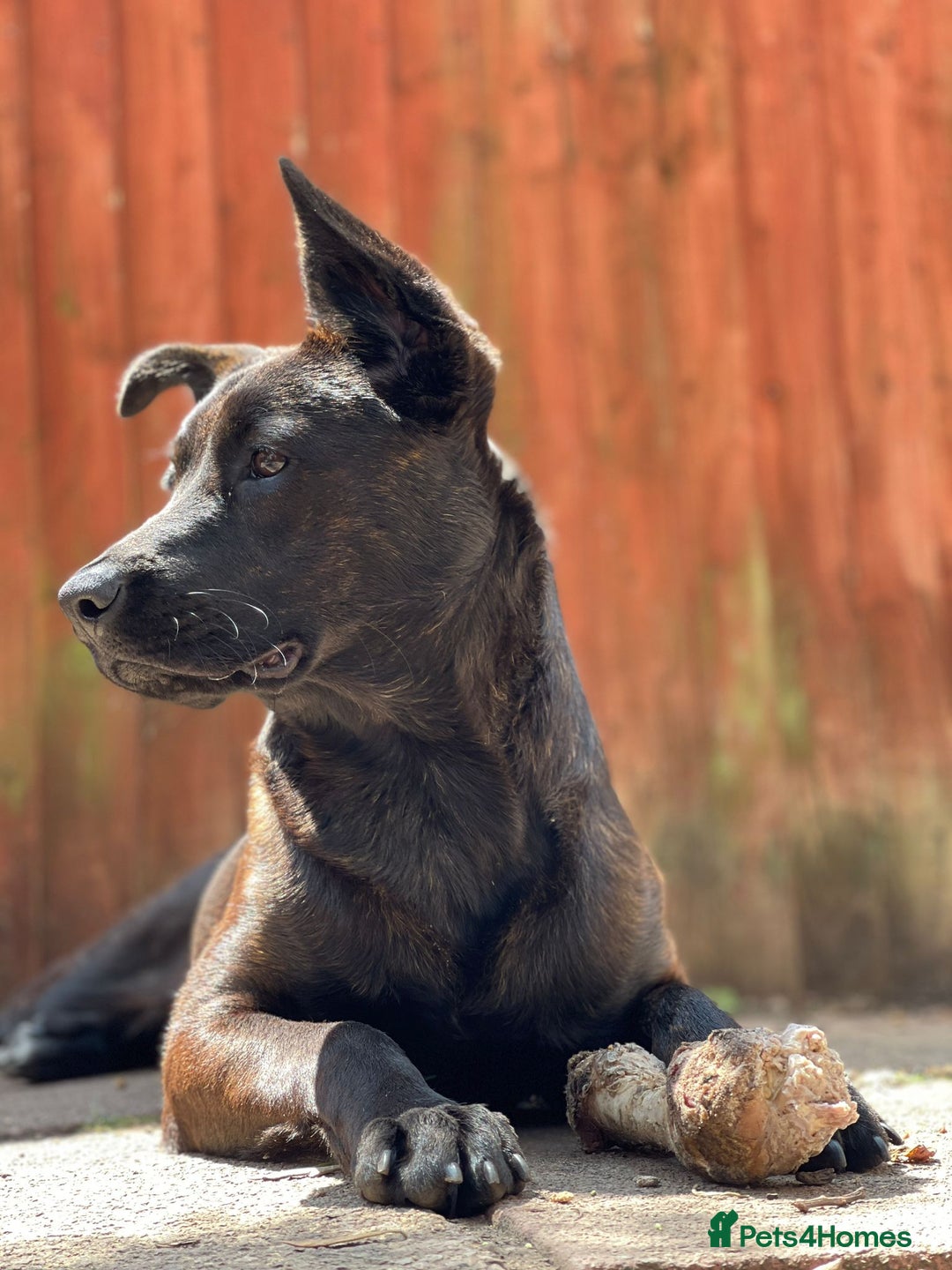 Mixed Breed dogs for sale: German Shepherd x Cane Corso - Image 5
