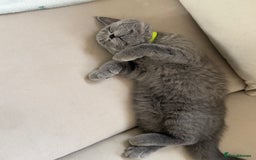 British Shorthair cats for sale: Champion Bloodline British Shorthair & Longhair - Image 9