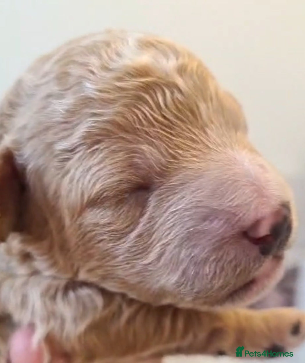 Poochon dogs for sale: Beautiful poochons  - Advert 8