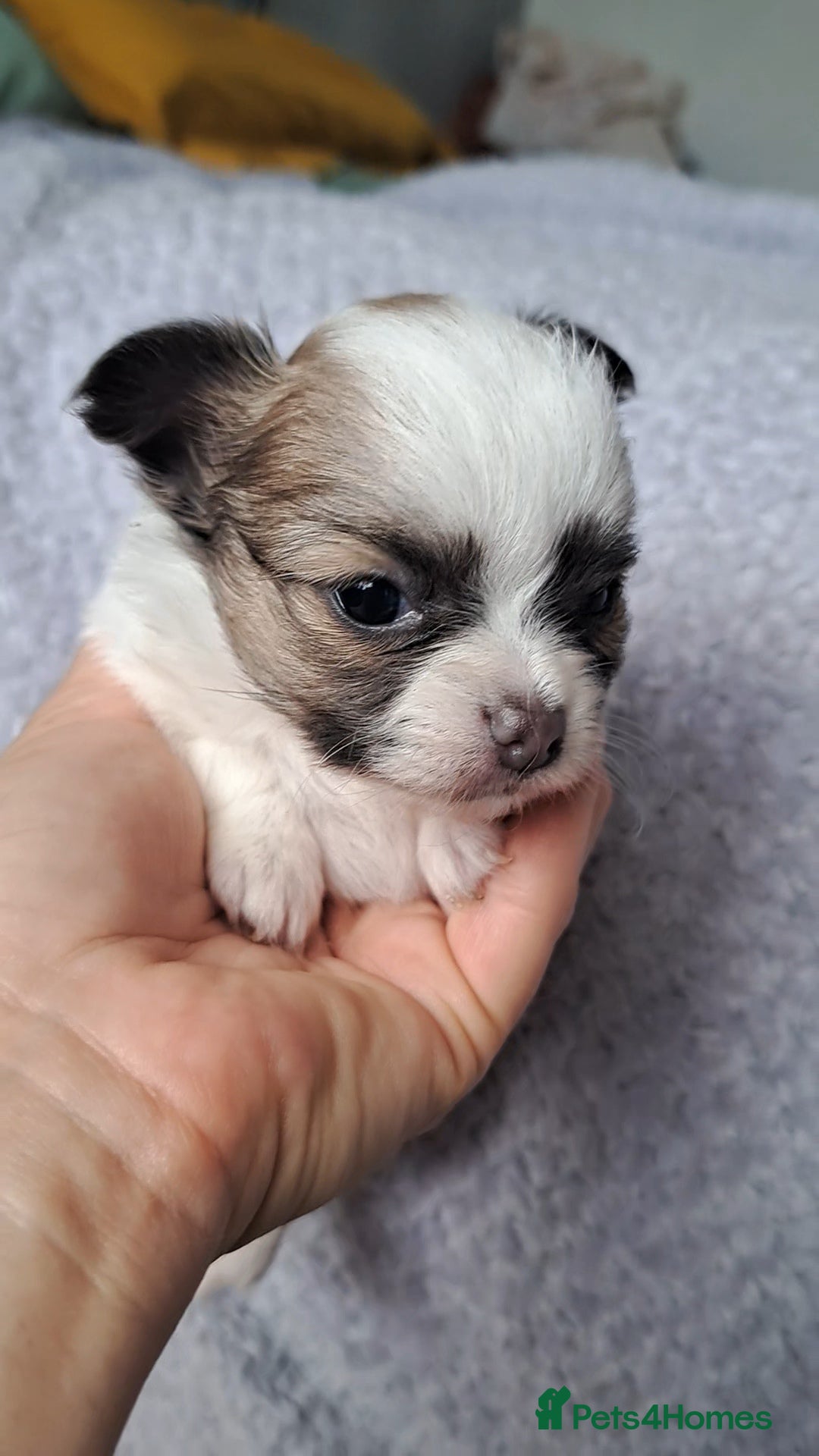 Chihuahua dogs for sale: Long Coat Chihuahua puppies - Image 7