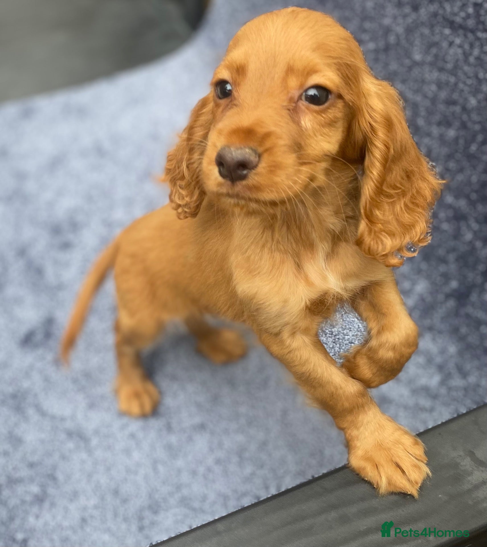 Cocker Spaniel dogs Beautiful, cocker spaniel’s - Advert 7