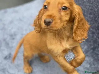 Cocker Spaniel dogs Beautiful, cocker spaniel’s - Advert 3