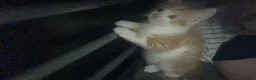 Mixed Breed cats for sale: Ginger and white male kitten  - Advert 3