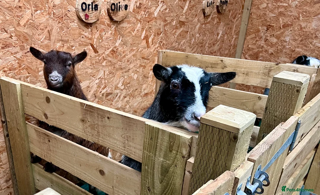 Goats livestock for sale: Pygmy goats, disbudded nanny’s  - Advert 9