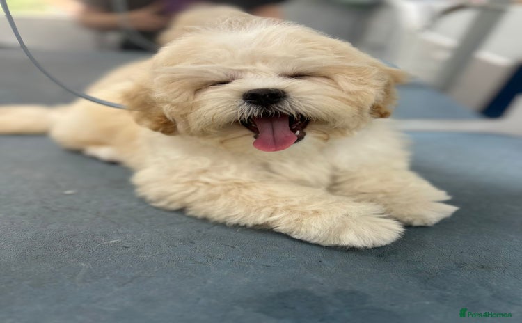 Shih Tzu dogs - Advert 16