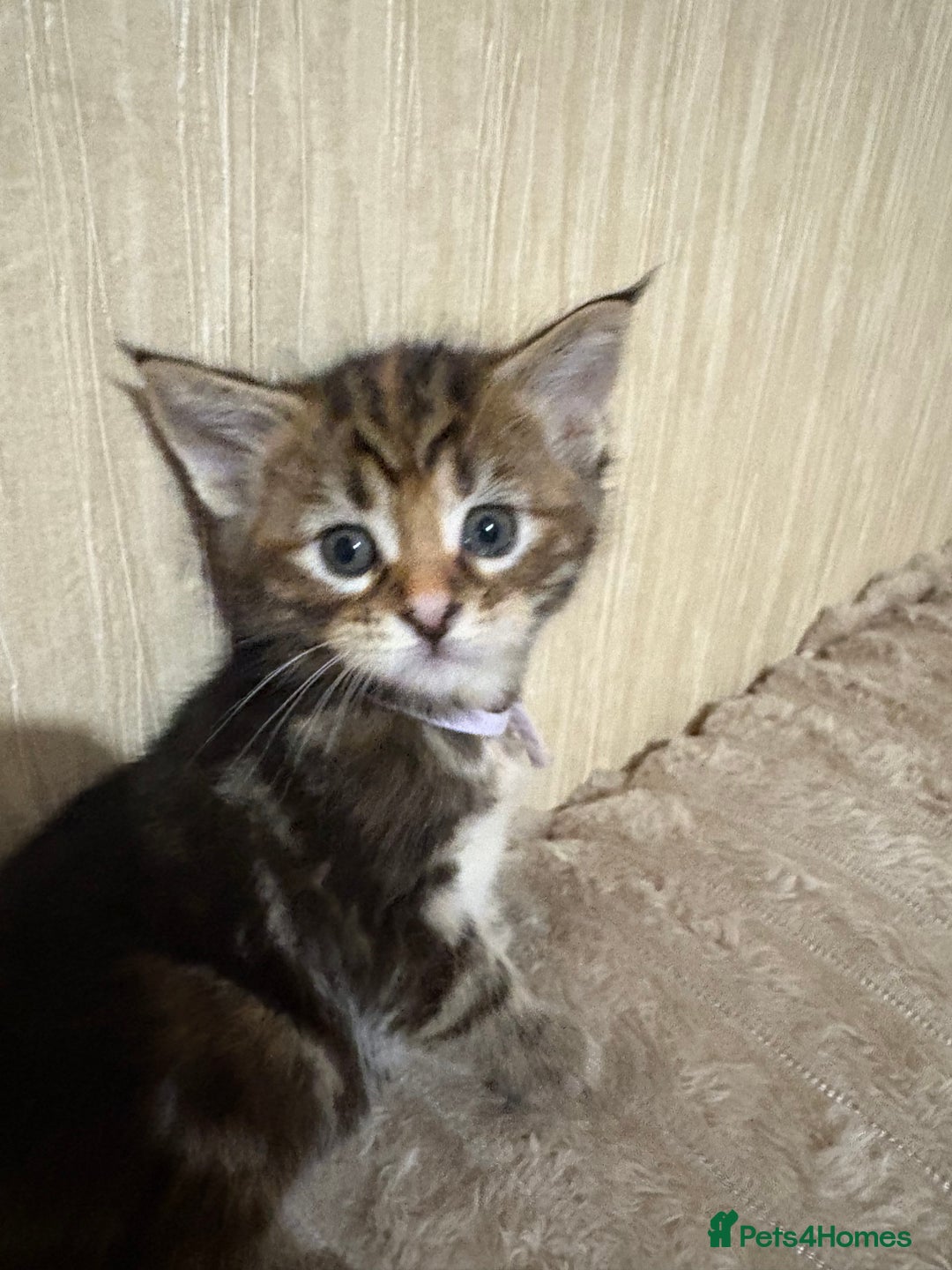 Maine Coon cats for sale: Maine Coon Type Kittens — Fluffy, Friendly - Advert 9