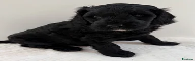 Australian Labradoodle 2
