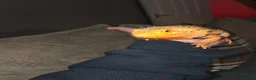 Bearded Dragon reptiles for sale: Female Bearded Dragon - Advert 2