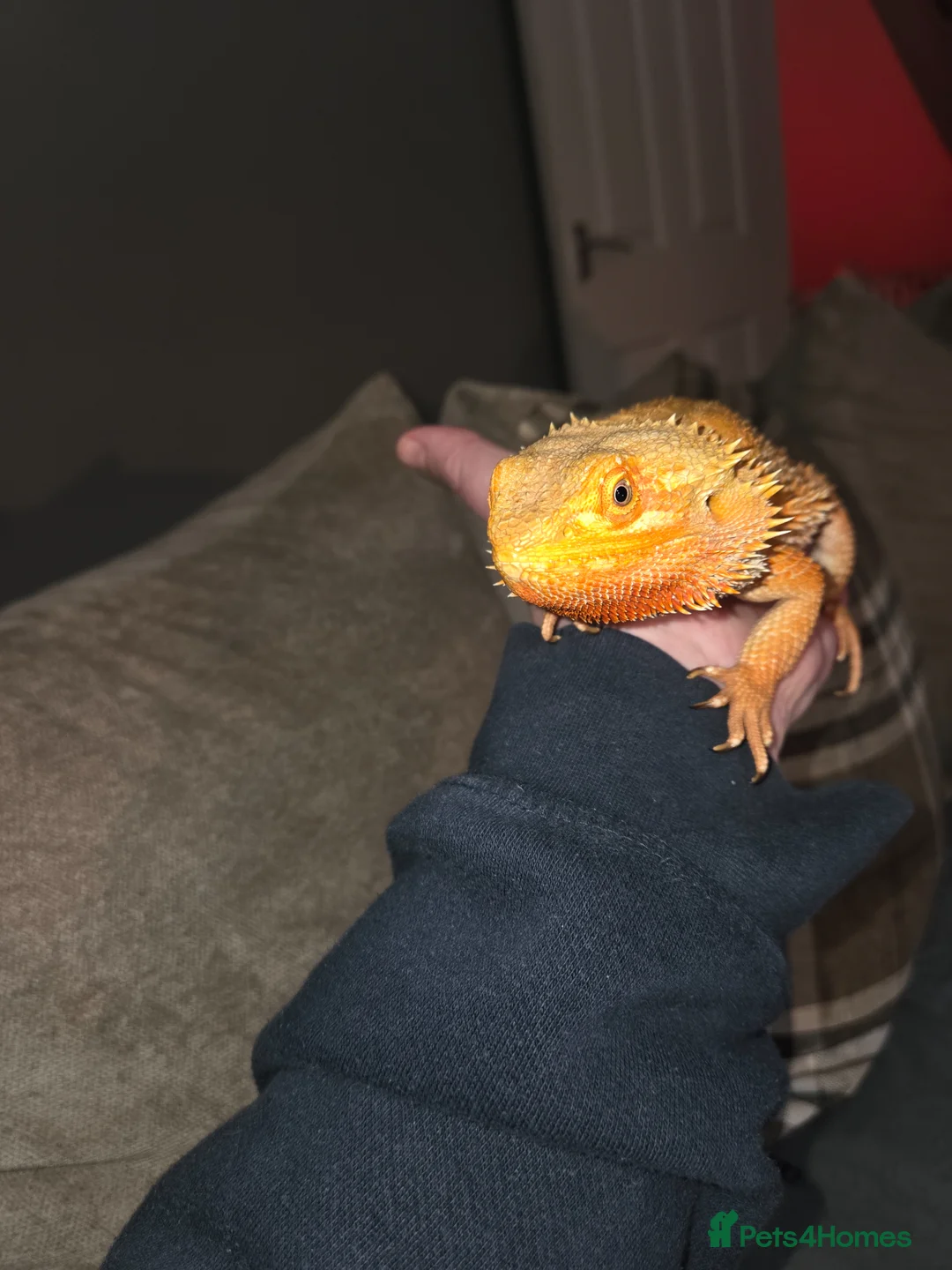 Bearded Dragon reptiles for sale: Female Bearded Dragon - Advert 2