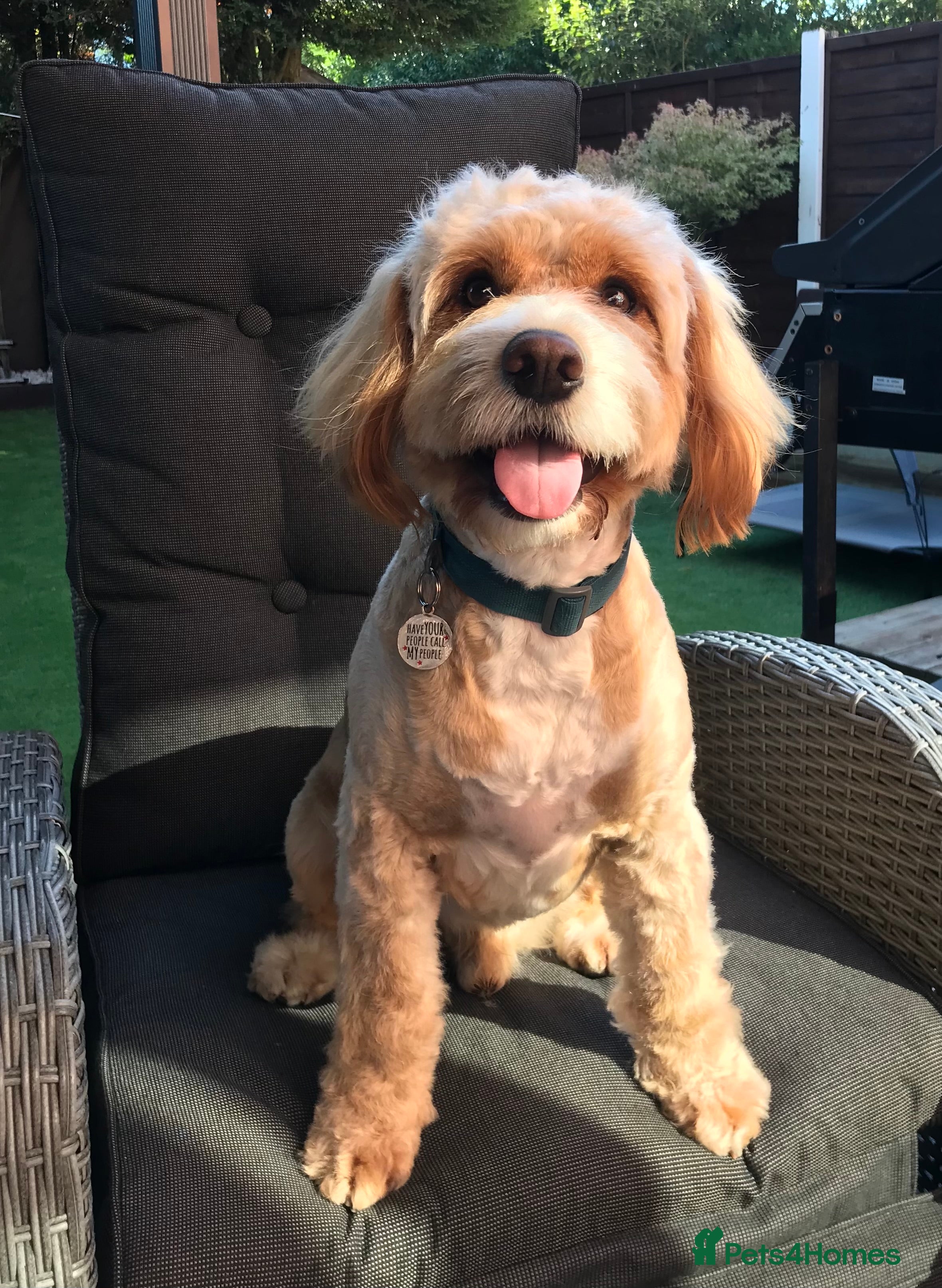 Cockapoo dogs F1 Cockapoo for stud only - Proven in Bolton - Advert 5