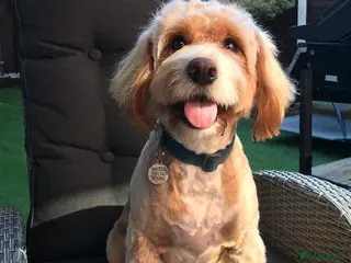 Cockapoo dogs F1 Cockapoo for stud only - Proven in Bolton - Advert 16