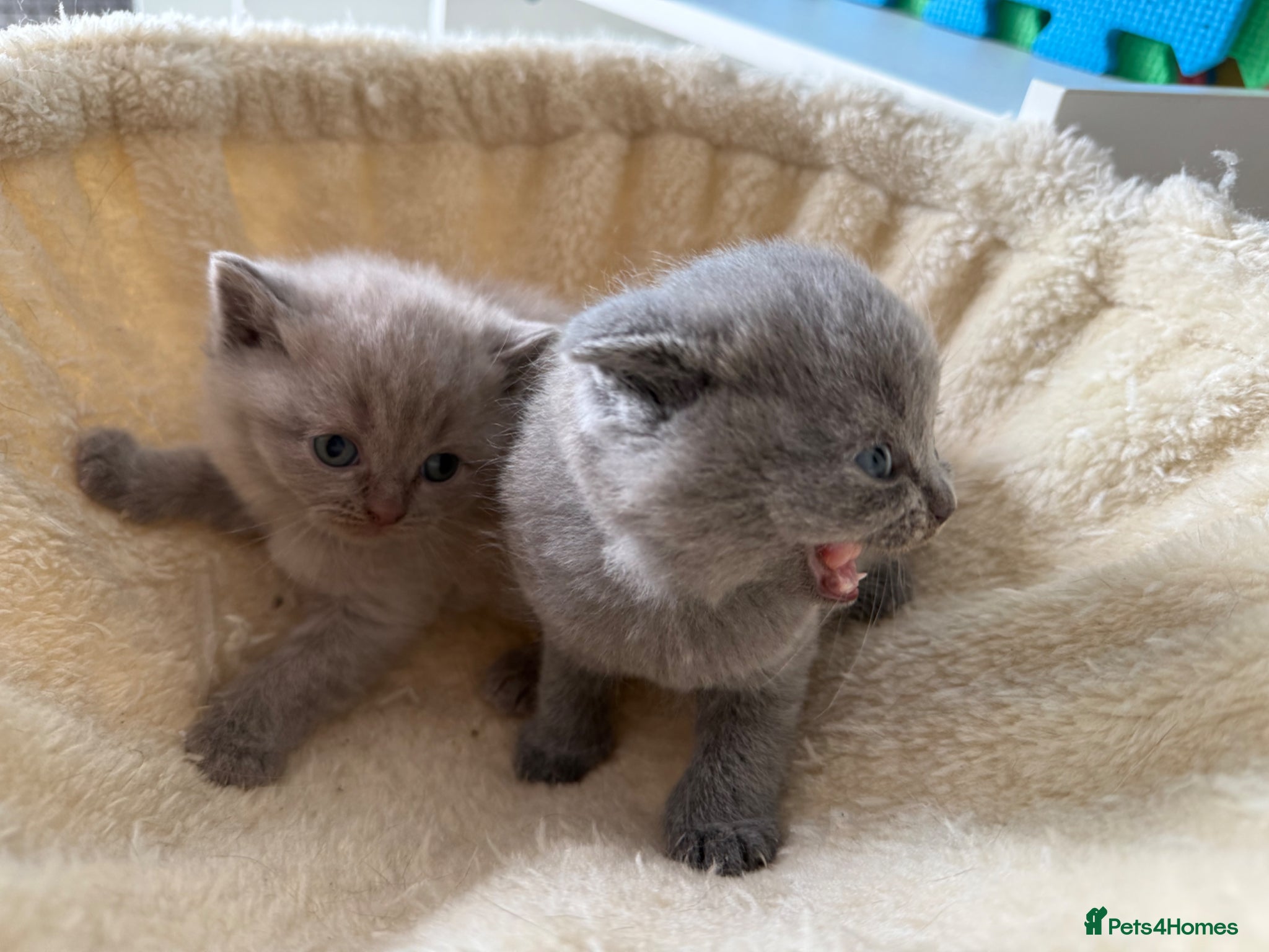 Scottish Fold cats Beautiful scottishfold/Scottish straight kittens🥰 - Advert 1