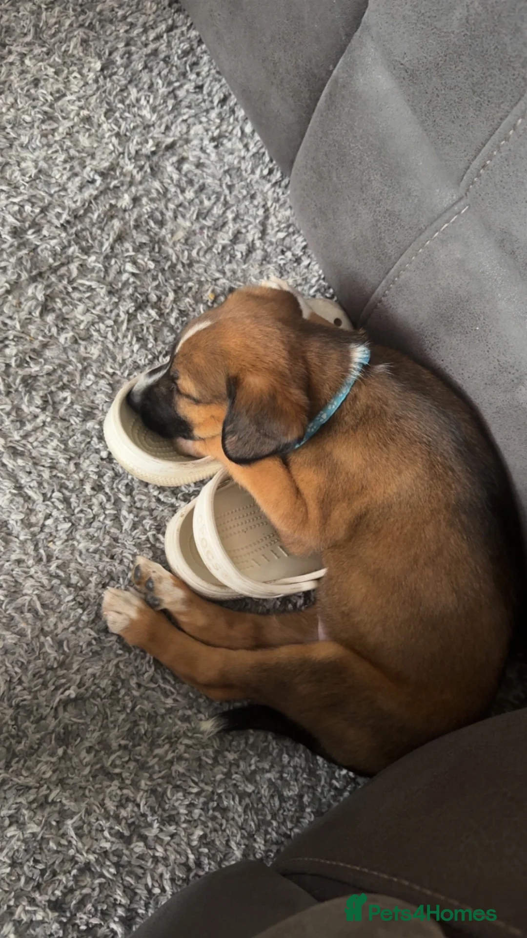 Mixed Breed dogs for sale: Husky cross for sale  - Advert 1