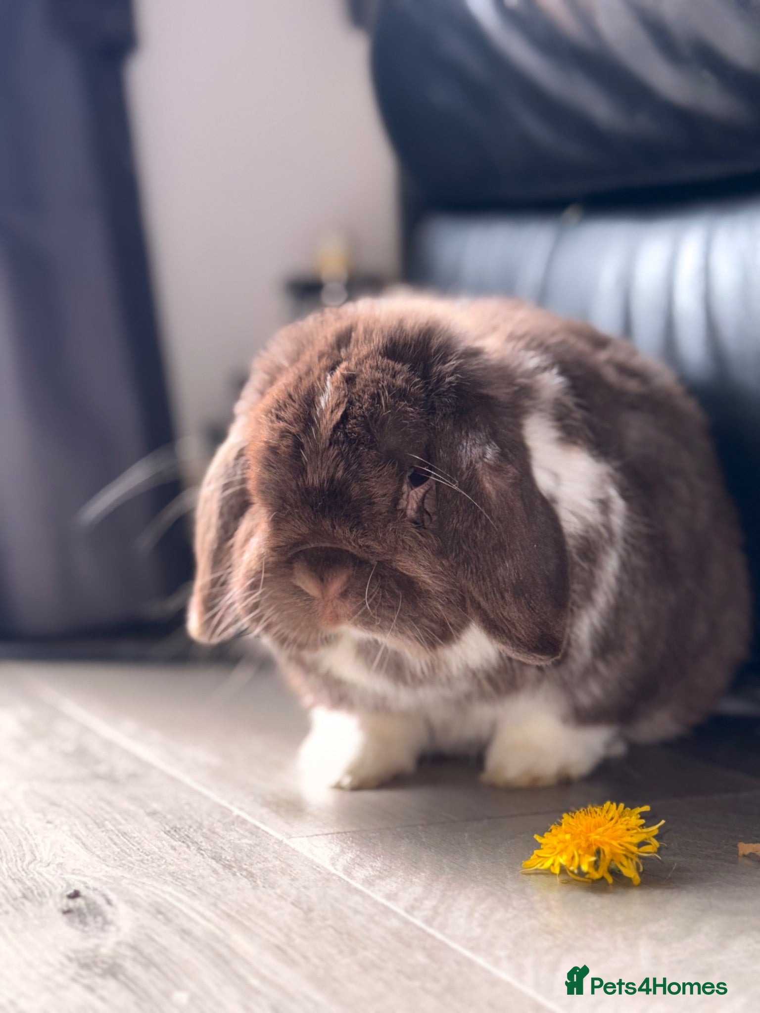 Mini Lop rabbits  9 month old mini lop buck - Advert 11