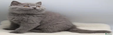 British Shorthair blue