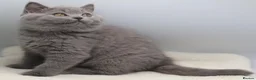 British Shorthair cats for sale: PEDIGREE REGISTERED CHUNKY BRITISH SHORTHAIRS - Advert 16