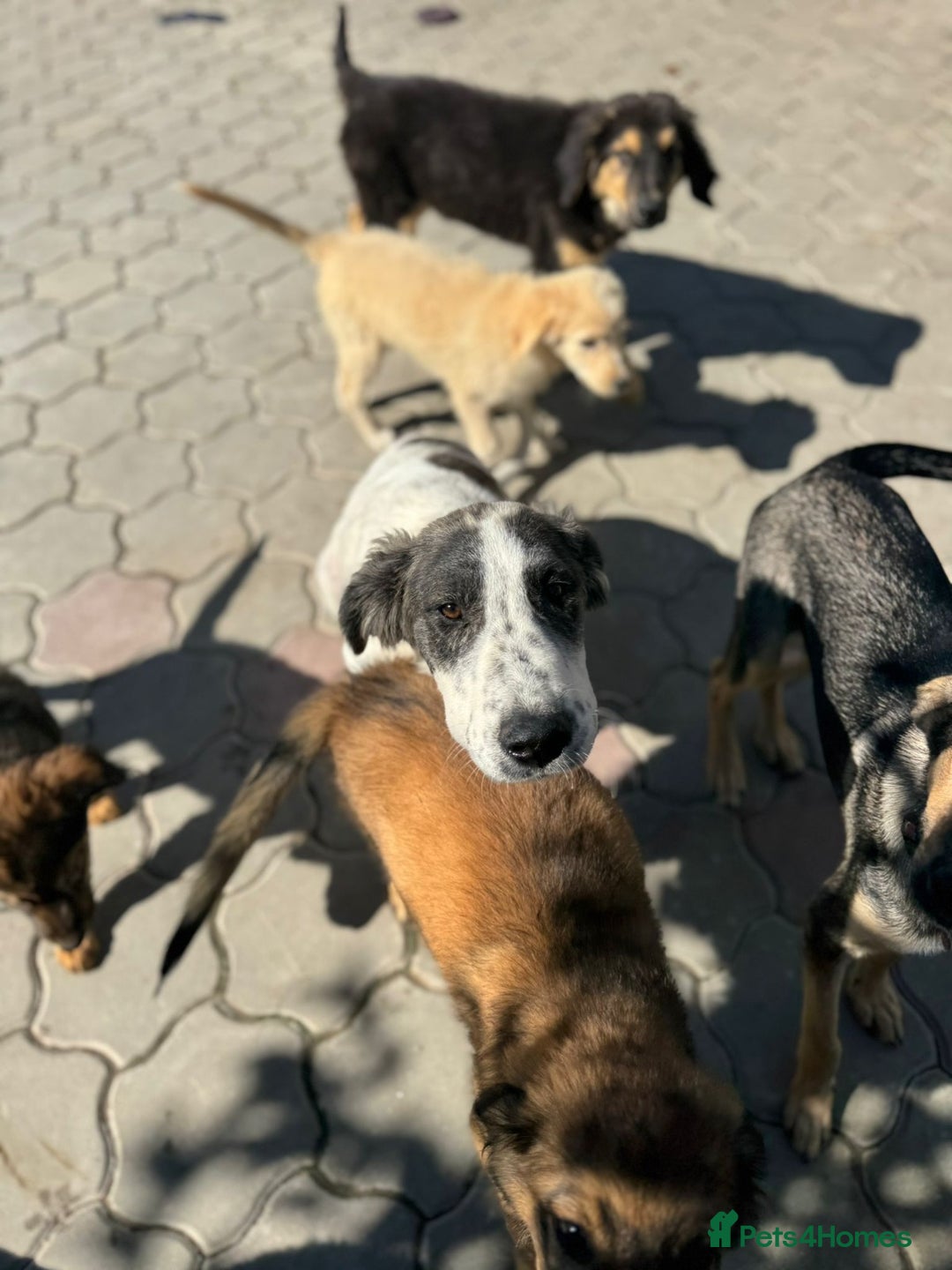 Mixed Breed dogs for adoption: ODIN, a superb young boy - for a Loving Home  - Advert 37