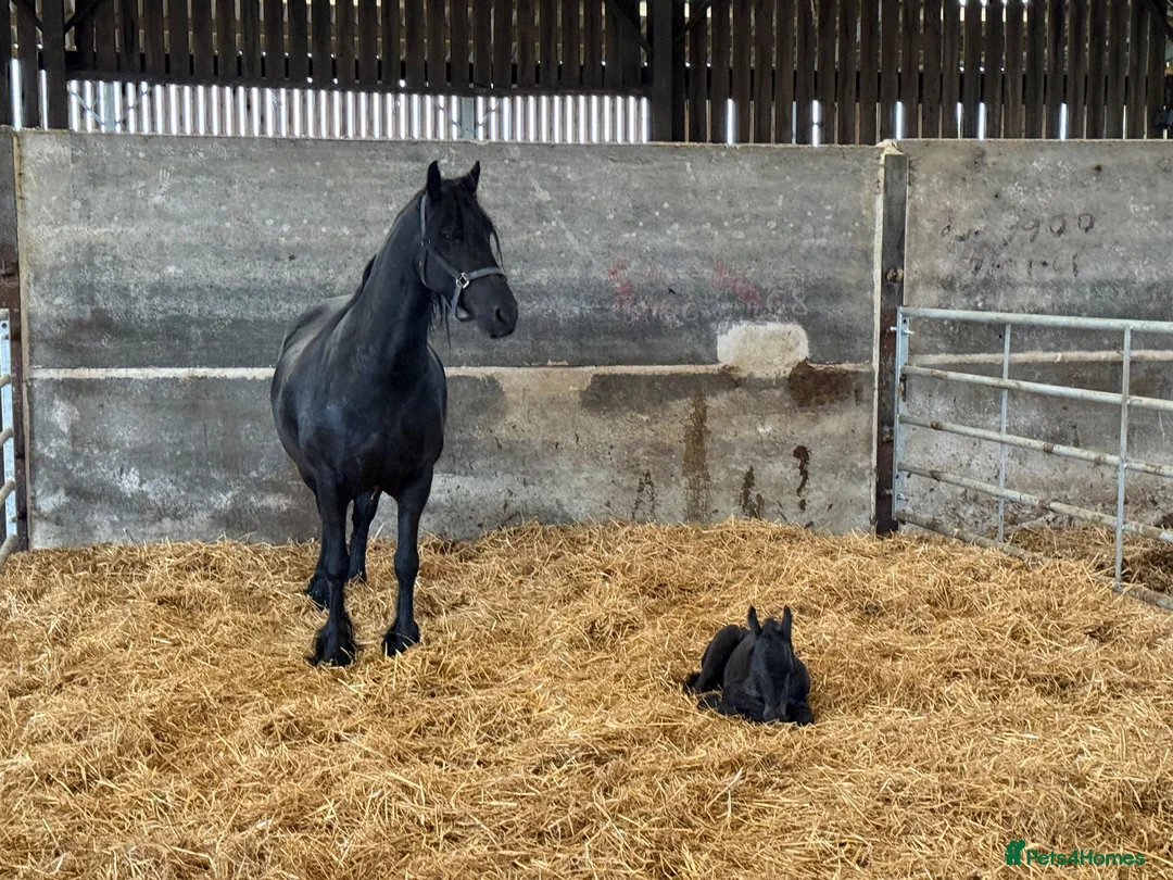 Friesian horses for sale: Friesan pure bred mare broken age 10 & filly x 2 in Ashbourne - Advert 2