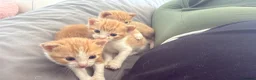 Mixed Breed cats for sale: Ginger tiger print kittens - Advert 3