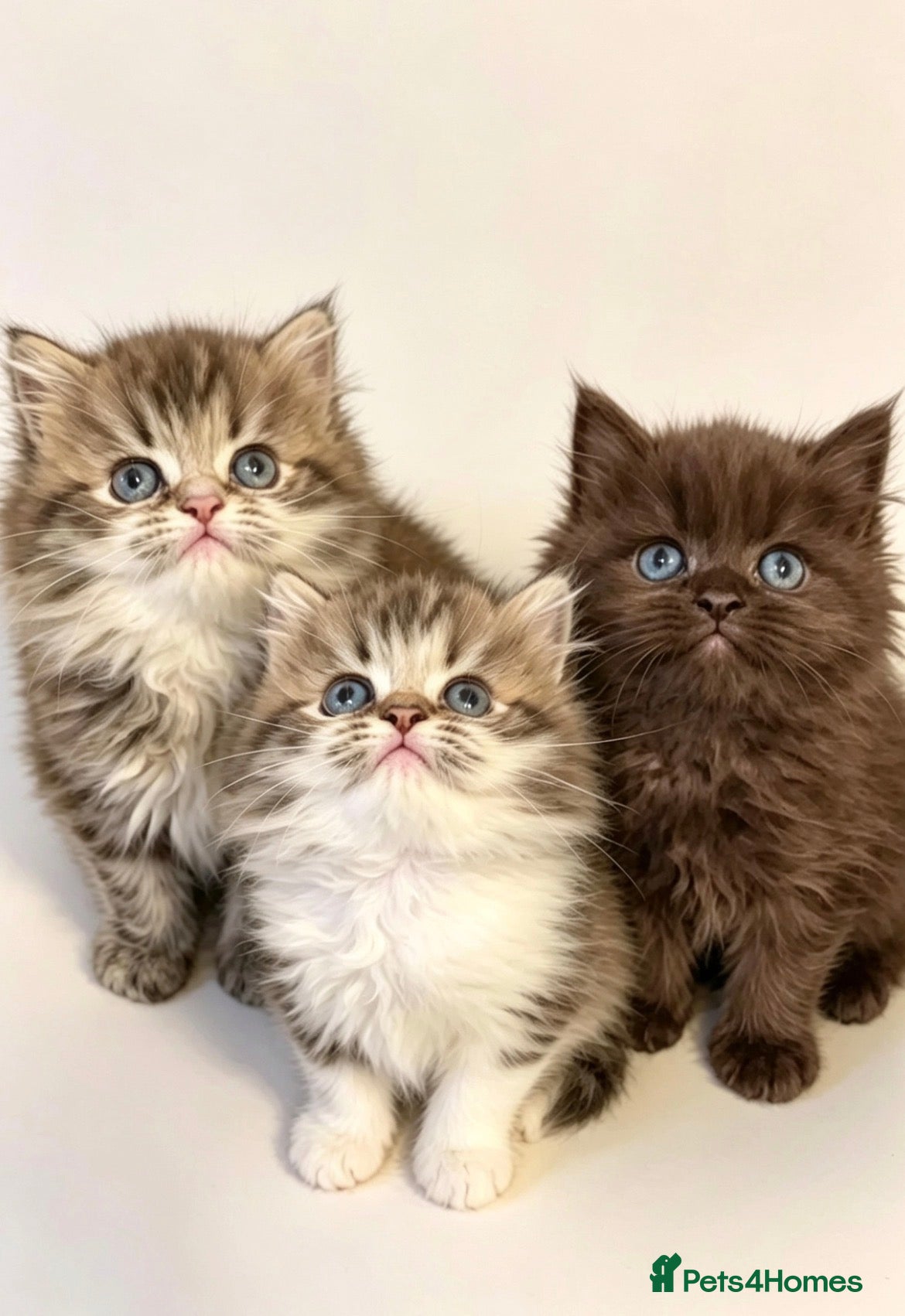 Persian cats Adorable Persian kittens - Advert 4