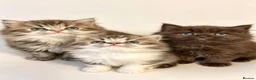 Persian cats for sale: Adorable Persian kittens - Advert 1