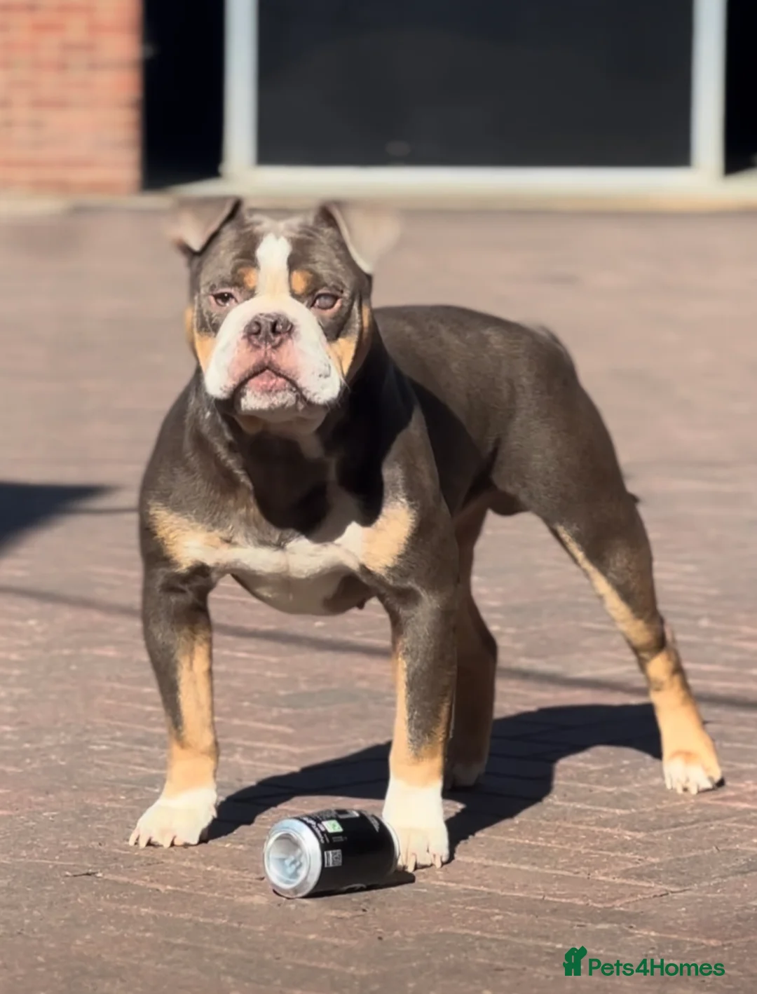 Olde English Bulldogge dogs for stud: 5⭐️LICENSED REGISTERED. 23 YEARS EXPERIENCE  in Wisbech - Advert 8