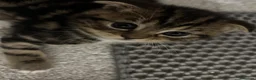 Scottish Fold cats for sale: Scottish Fold Kittens. - Advert 3