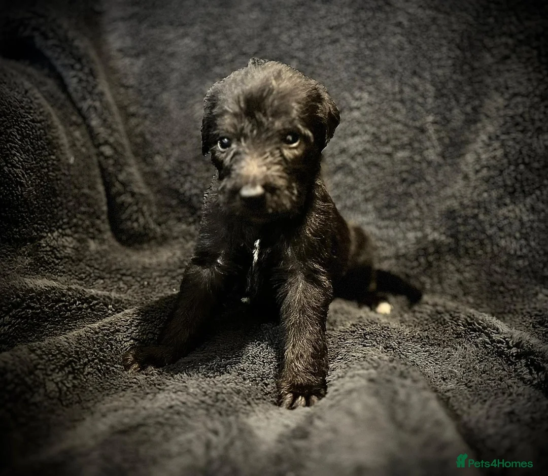 Bedlington Terrier dogs for sale: Pure Bedlington Whippet Puppies  - Advert 4