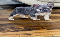 French Bulldog dogs for sale: Your next best friend  - Image 4