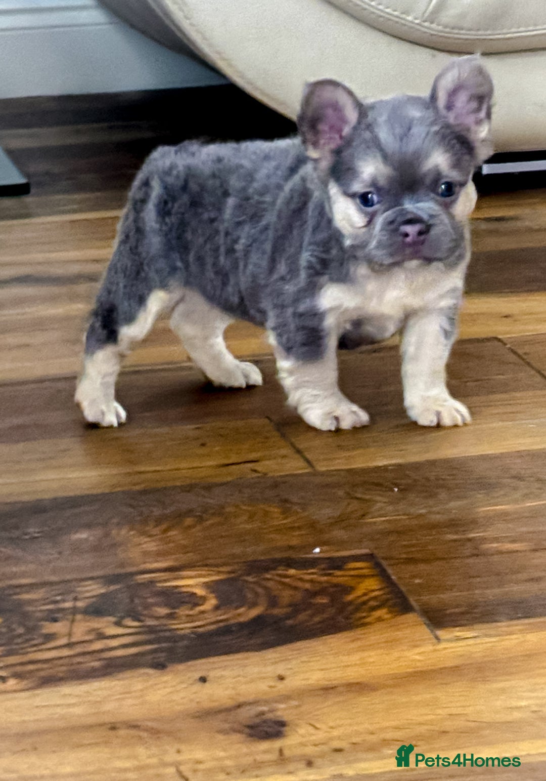 French Bulldog dogs for sale: Your next best friend  - Image 4