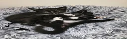Domestic Shorthair cats for adoption: Bonded pair of rescue kittens ready for new home - Advert 5