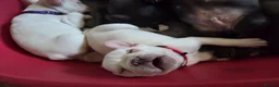 French Bulldog dogs for sale: French bulldog puppies - Advert 19