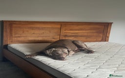 Weimaraner dogs for stud: Cole  - Image 5