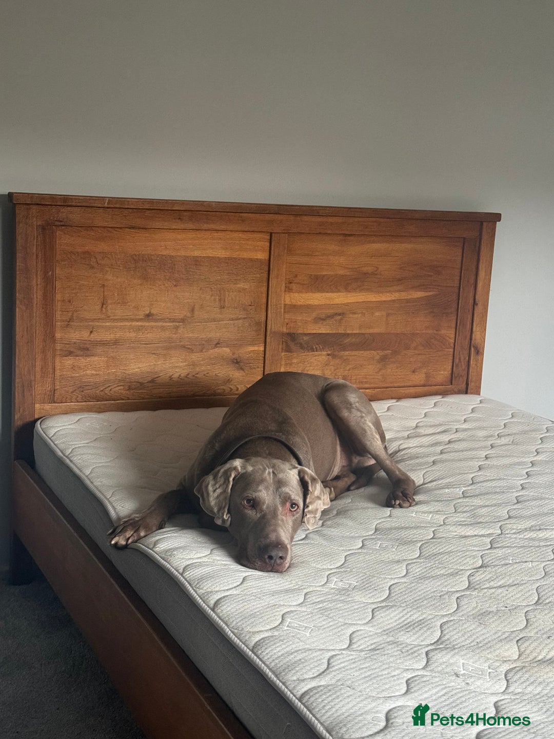 Weimaraner dogs for stud: Cole  - Image 5