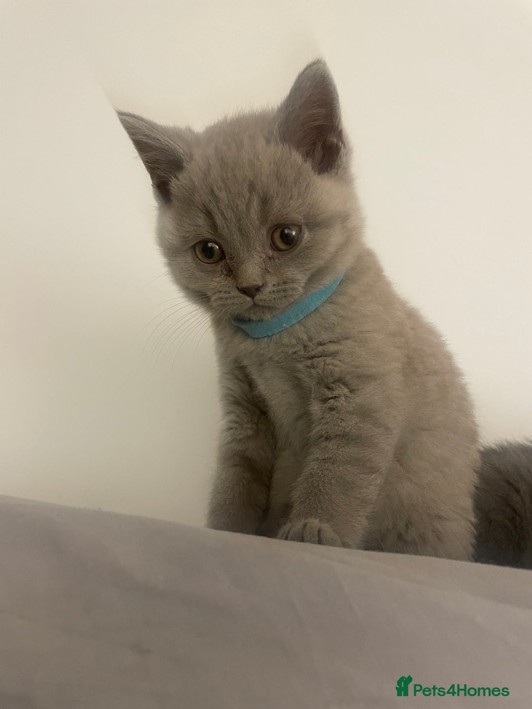 British Shorthair cats for sale:  British shorthair kittens Pedigree registered - Advert 17