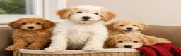 Mini Goldendoodle dogs for sale: F2B MINIATURE GOLDENDOODLES 🐾 FULLY VACCINATED ❤️ - Advert 1
