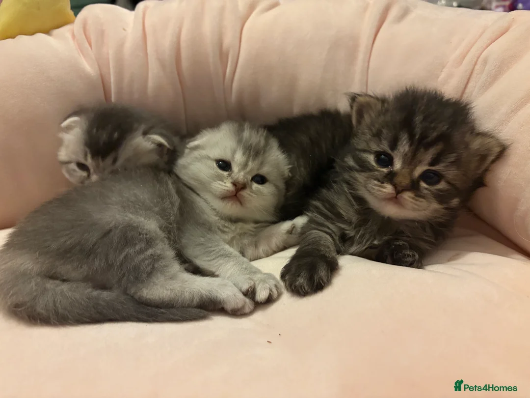 Scottish Fold cats for sale: Absolutely unreal Scottish fold x BSH litter!  - Advert 19