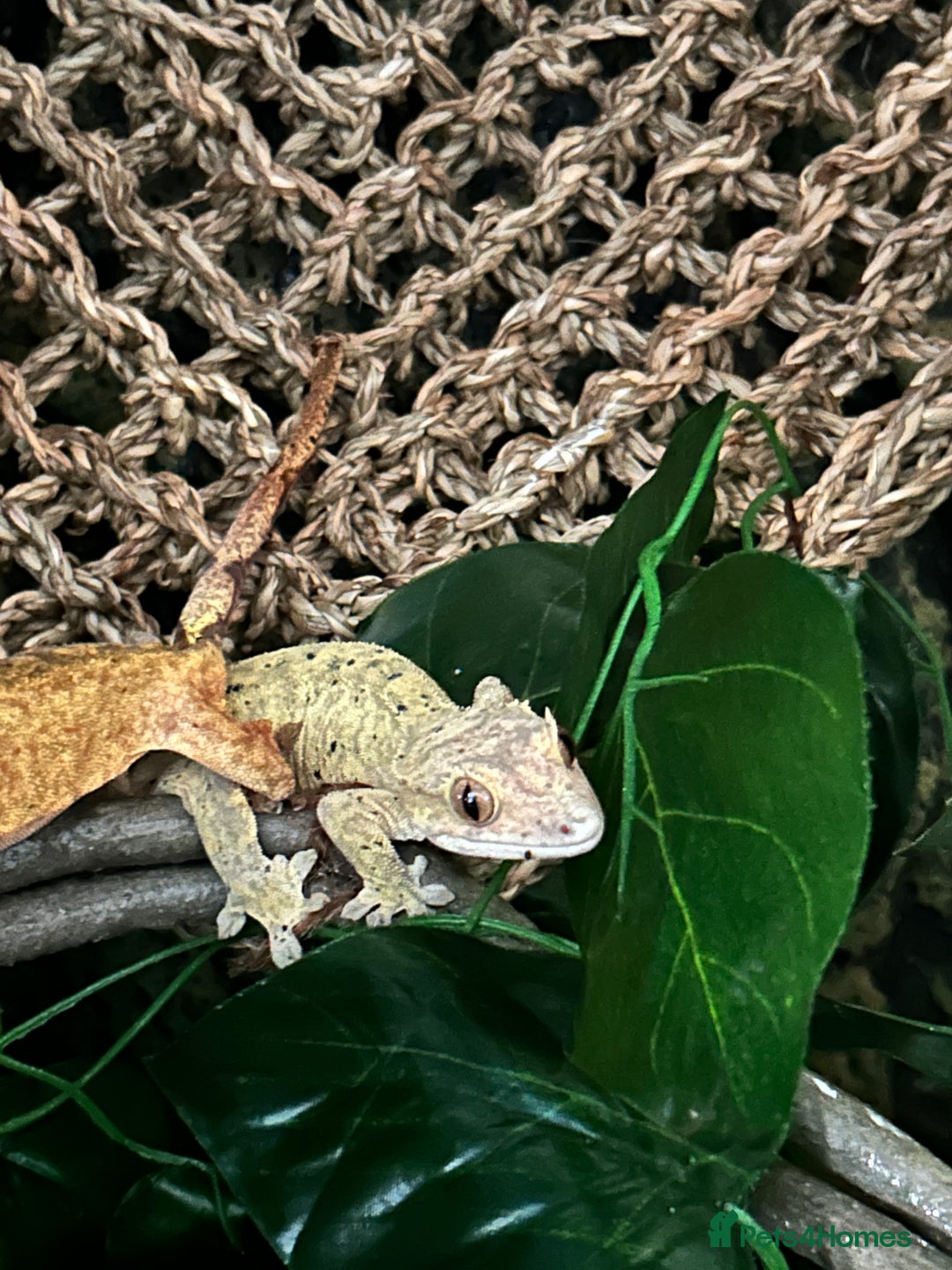 Gecko reptiles for sale: Two female crested geckos  - Advert 2