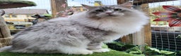 Maine Coon cats for sale: Ready now! Chunky Silver Tabby boy - Advert 13