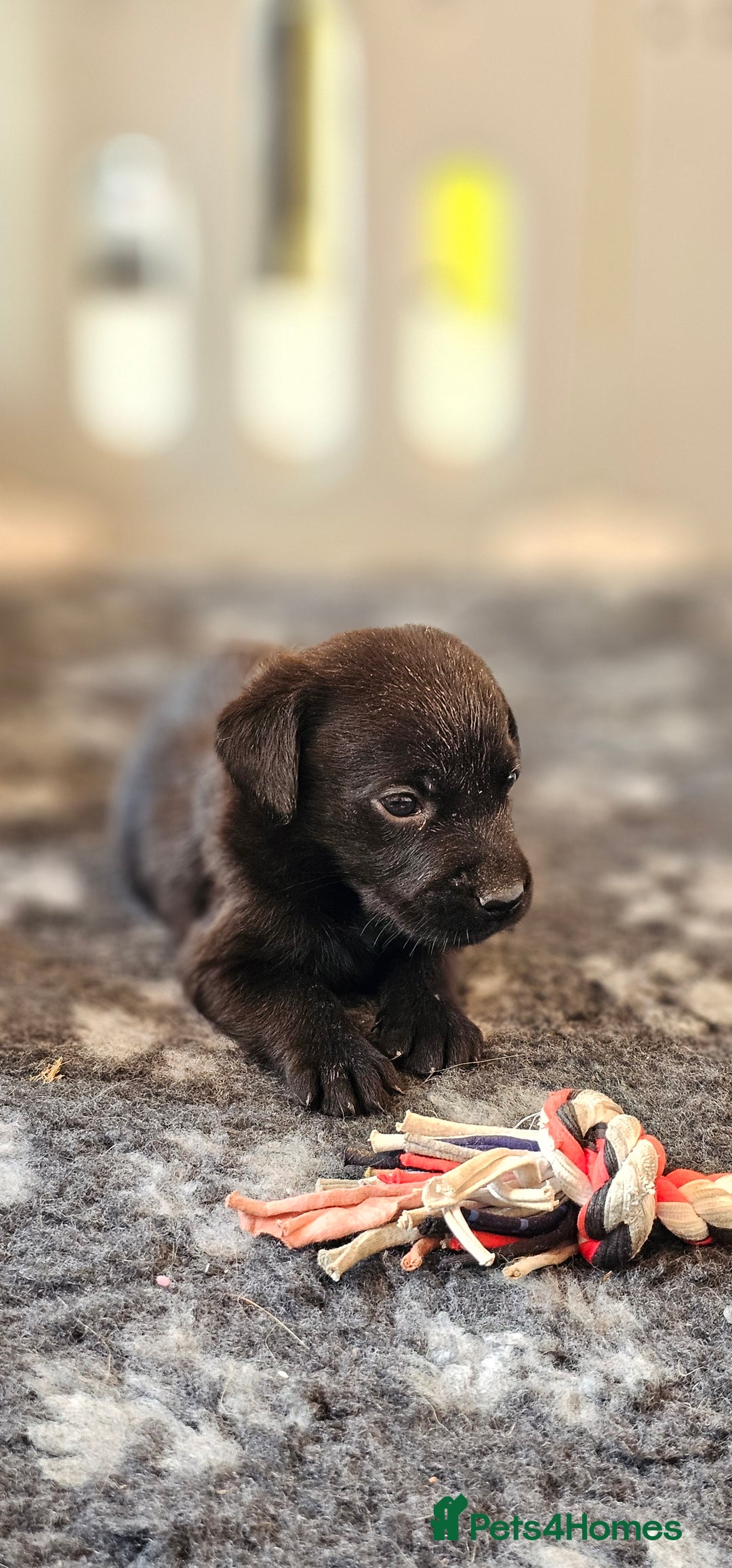 Labrador Retriever dogs for sale: THE LAST 4 KC HEALTH TESTED LABS READY TO NOW.  - Image 31
