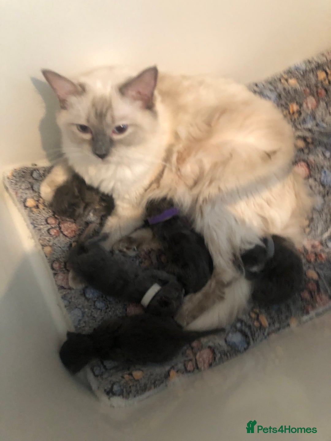 Maine Coon cats for sale: Gorgeous RagCoons - Advert 1