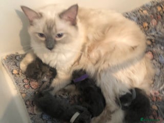 Maine Coon cats Gorgeous RagCoons - Advert 1