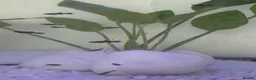 Mollies fish for sale: Baby Mollie Fish - Advert 3
