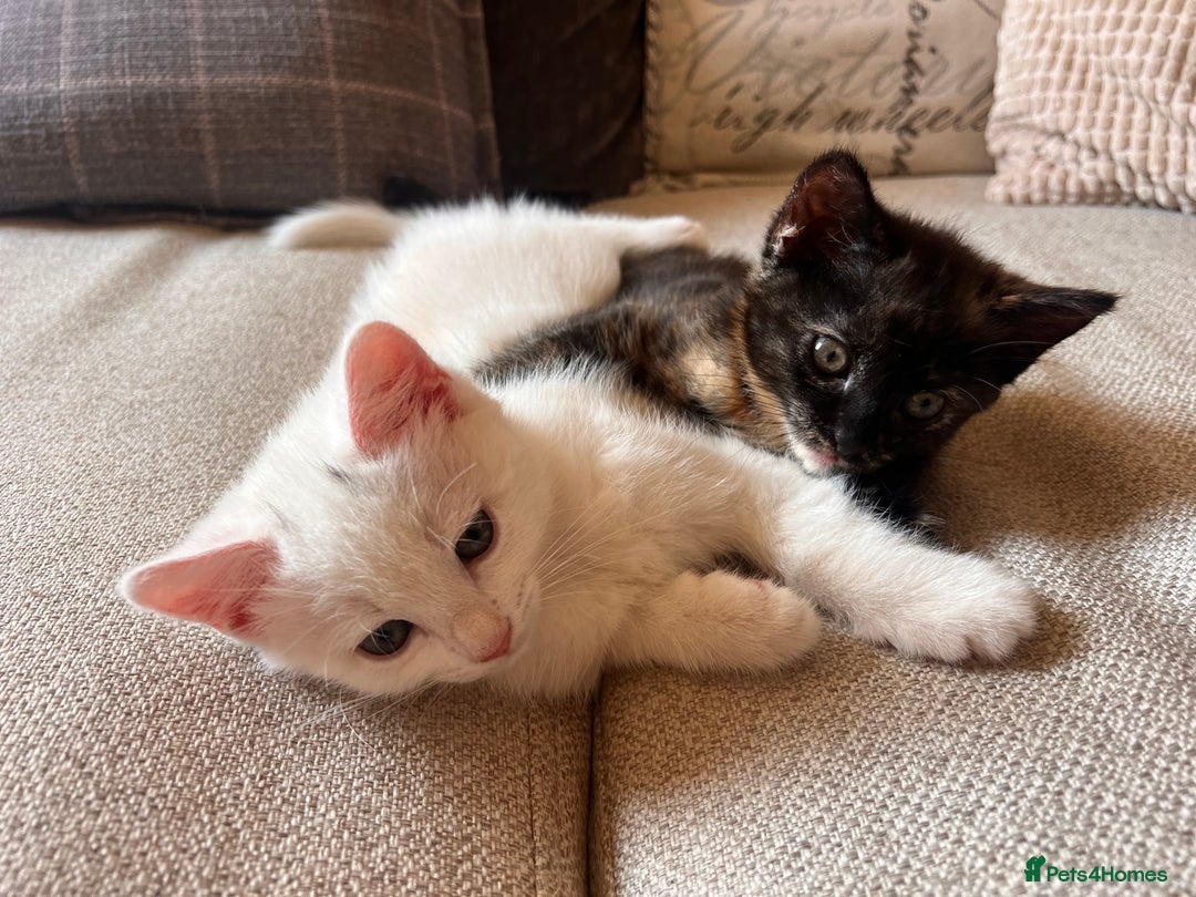 British Longhair cats for sale: 2 adorable kittens looking for their forever home - Image 2