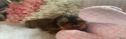 Cocker Spaniel dogs for sale: Show type cocker spaniel puppy’s  - Advert 5