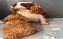 Cavapoo dogs for sale: Fully health tested Cavapoo baby girl 🩷🐶 - Image 3