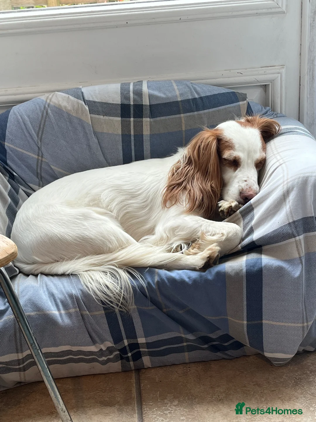 Cocker Spaniel dogs for sale: Sweet cocker spaniel lady - Advert 2