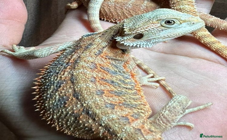 Bearded Dragon reptiles - Advert 11